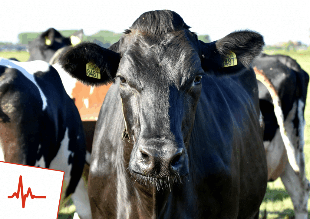 Bolussen bij melkvee - Sietse Jorna