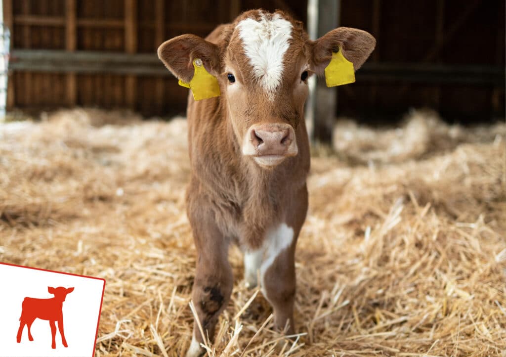 Elektrolyten bij kalverdiarree